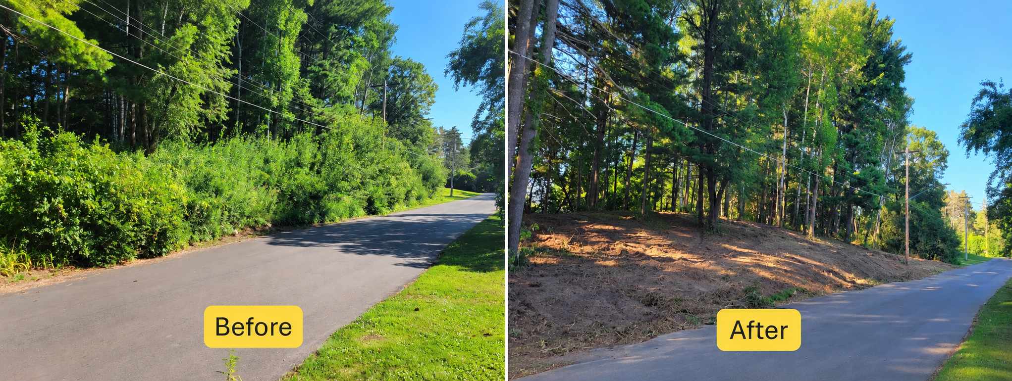 Before and after land clearing project showing dense roadside vegetation opened into a cleaner wooded edge